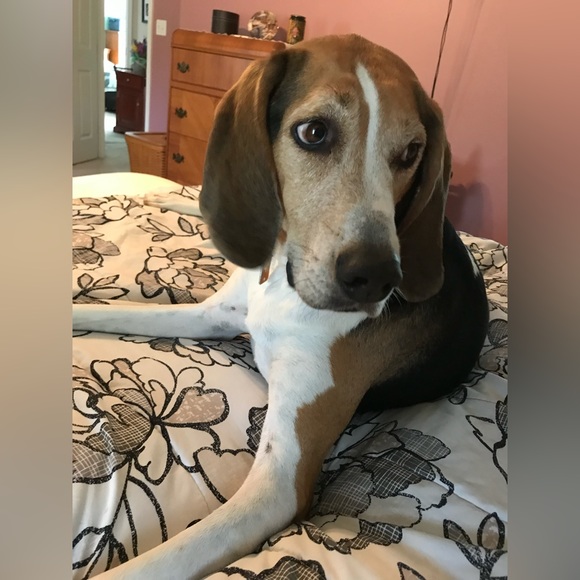 Treeing walker coonhound explained - Picture 11 of 15